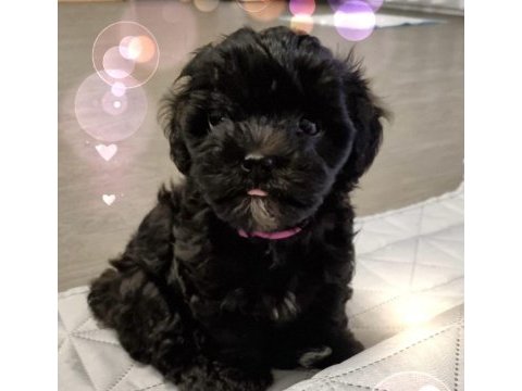 Mini minnak maltipoo bebeklerimiz