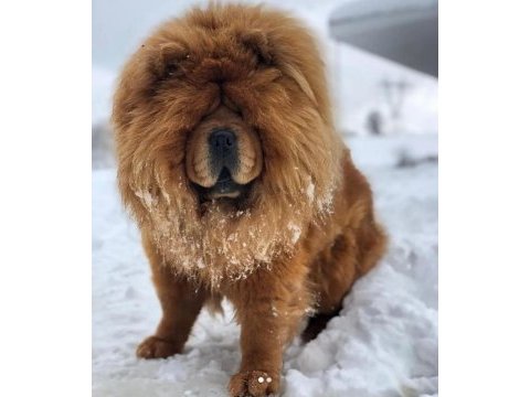 Şahsına münhasır (çin aslanı) chow chow