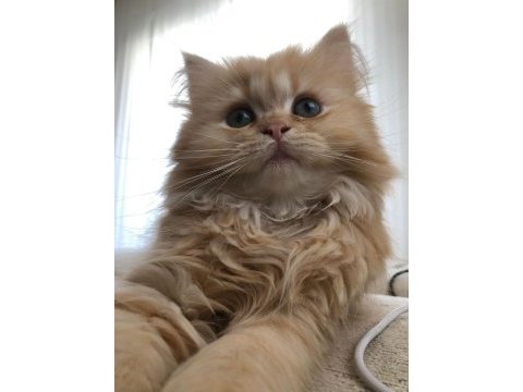 2 aylık chinchilla yavrularımız yeni yuvalarını bekliyor