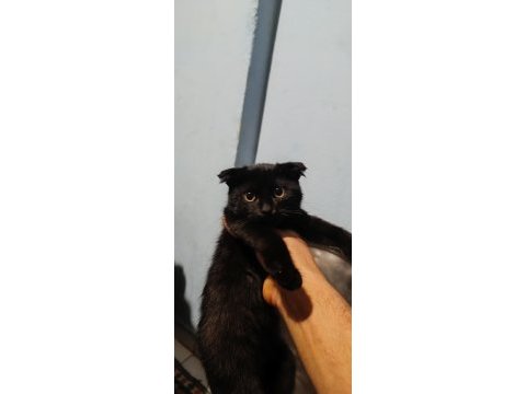 Scottish fold erkek yavrular çok sevimli ve oyuncu