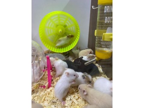 Baby fısh aquarium- sağlıklı hamster ve yavruları