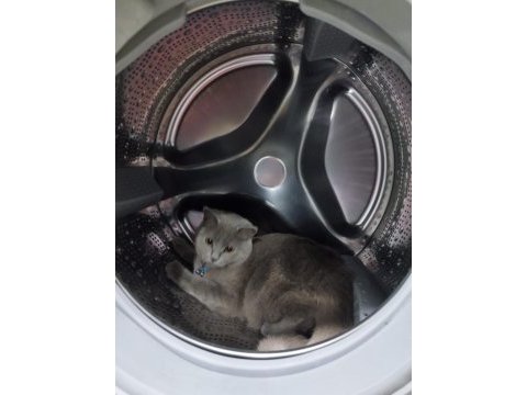 9 aylık dişi kedimiz