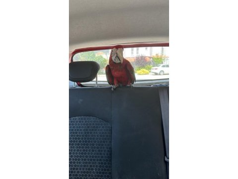Yavru macaw
