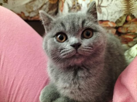 Yetişen alır hemen teslim british shorthair