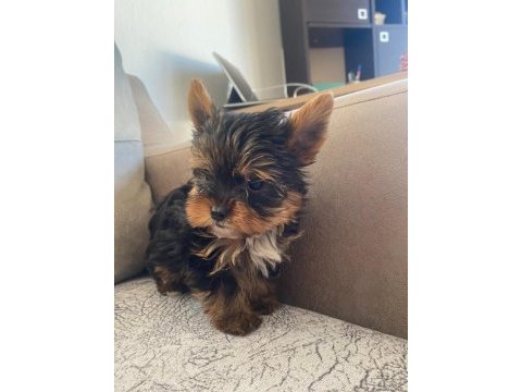 Safkan yorkshire terrier bebek köpekler