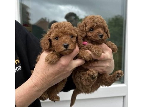 Kore toy poodle yavrular