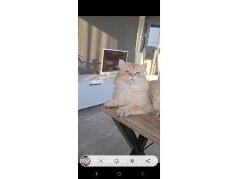 Şecereli golden british longhair 1 yaşında erkek