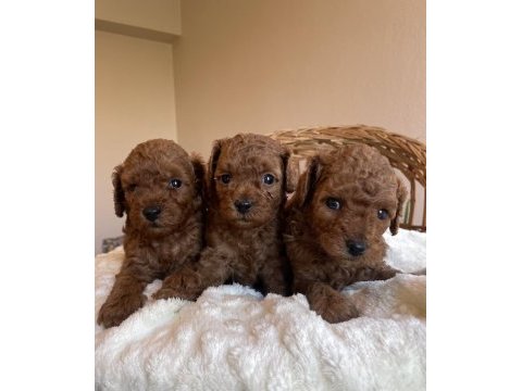 Kore kan mini boy toy poodle yavrularımız