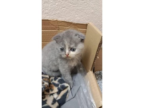 Mama karşılığında kediler