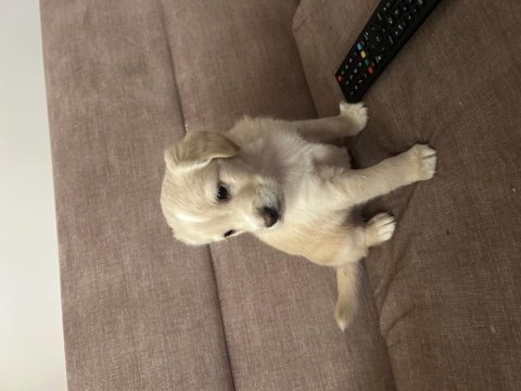 Küçük golden oğluma iyi bakabilecek bir yuva arıyorum