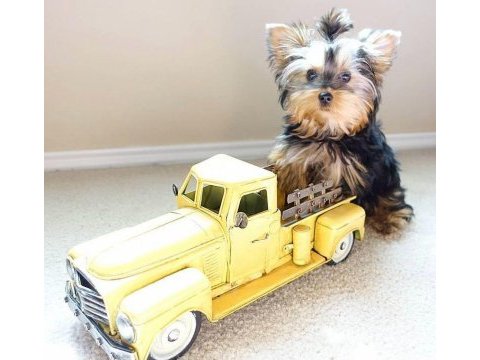 Evinizin maskotu olacak mükemmel dost köpeğimiz