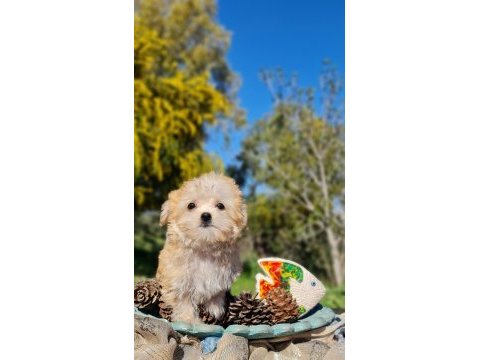 Dişi teacup morkie