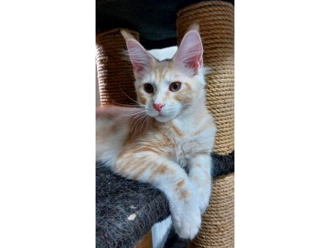 Full şecereli maine coon ünvanlı ebeveynlerden