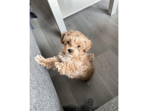 Efsane maltipoo yavrularımız