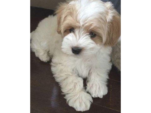Maltipoo dişi erkek yavrular