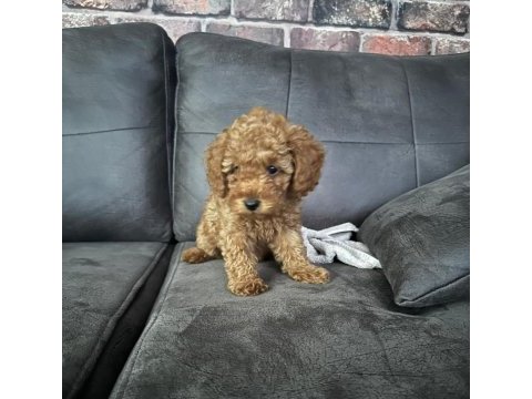 Eşsiz toy poodle dişi çikolata