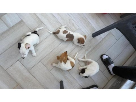 Orjinal jack russell yavrular 2 dişi 2 erkek