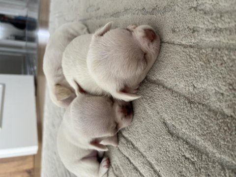 Yavru chihuahua köpekler