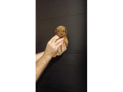 Efsane yavru toy poodle