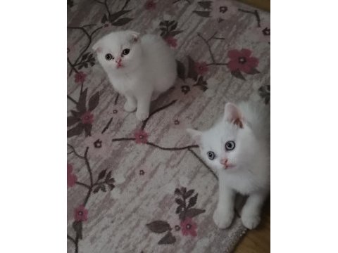 Beyaz scottish fold yavru