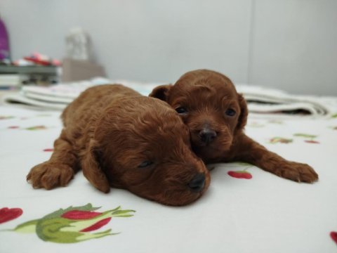 Bal kuzu poodle köpekler