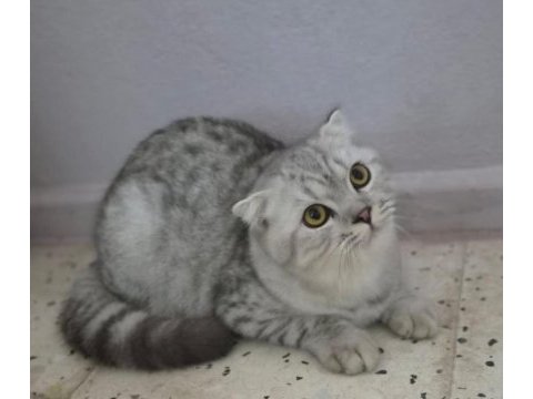 Scottish fold silver erkek