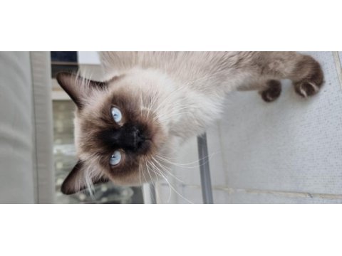 Safkan full şecereli ragdoll