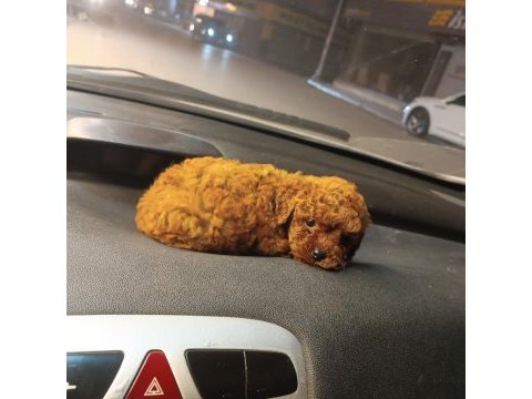 Mikro toy poodle