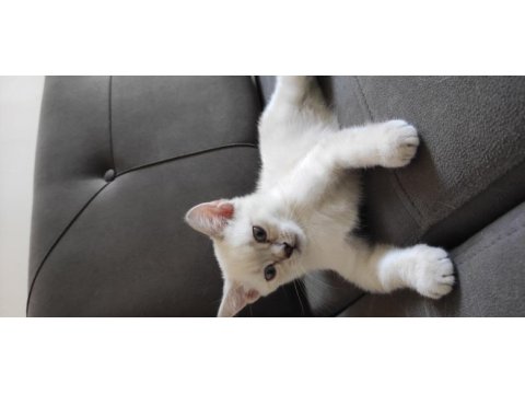 Evin neşesi british shorthair
