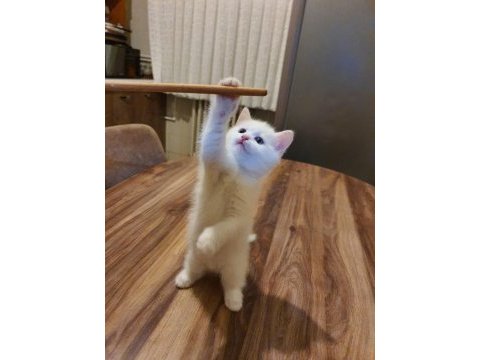 Eğitimli british shorthair
