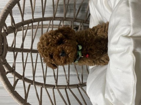 Erkek aşılı karneli toy poodle bebeğimiz