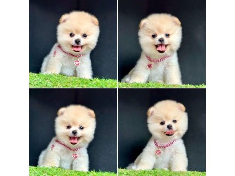 Güzeller güzeli pomeranian yavrularımız