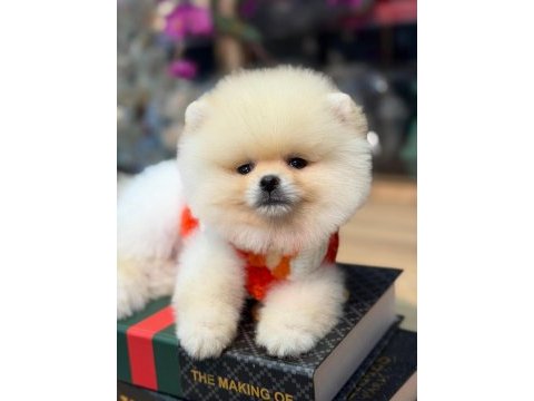 Ayı surat pomeranian bebekler