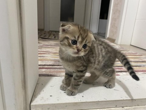 Şecere babadan 2 erkek scottish fold yavru