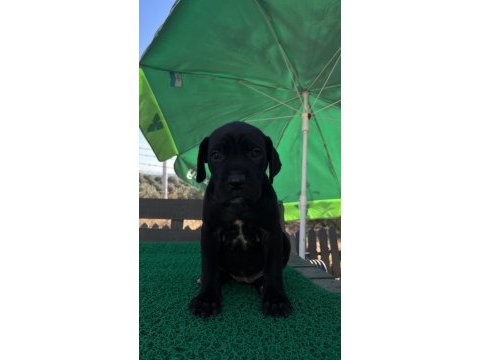 Cane corso yavrularmız