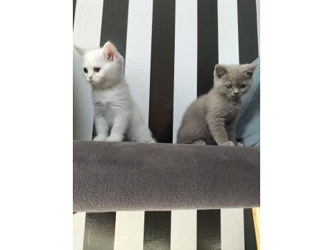 British shorthair beyaz dişi lilac erkek yavrular