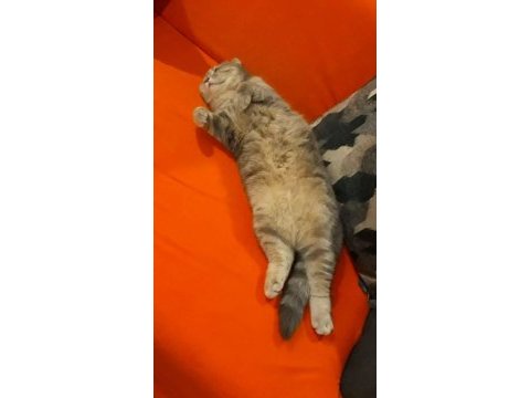 Sahiplendirilecek kedimiz