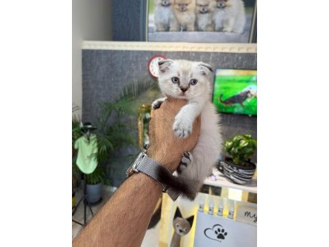 Irk ve sağlık garantili scottish fold yavrumuz