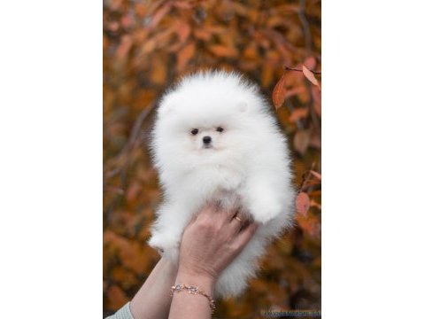 Sevimli pomeranian boo yavrular heryere gönderilir