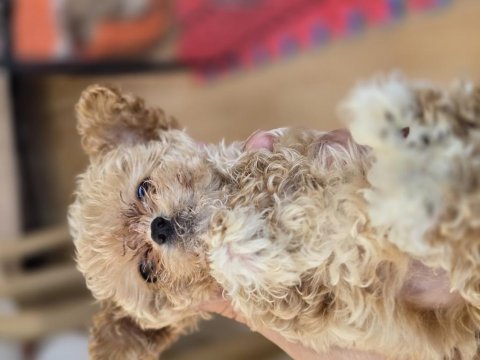 Toy poodle maltipoo yavrular