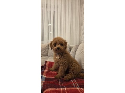 4.5 aylık erkek ped eğitimli aşılı toy poodle
