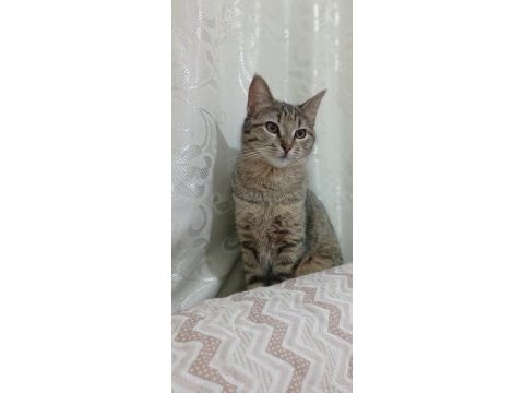 Minnos yeni evini arıyor kedimiz
