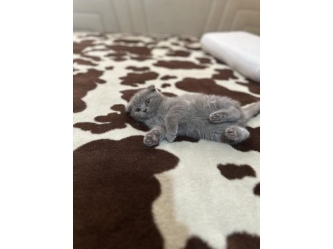 Safkan scottish fold top kafa