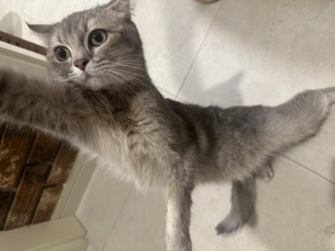 Ücretsiz eşyalarıyla beraber verilecek british shorthair
