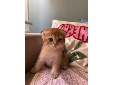 Golden scottish fold yavrular