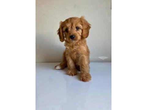 Kıvır kıvır koyu maltipoo yavrular