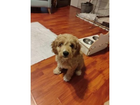 2 aylık cavapoo dişi