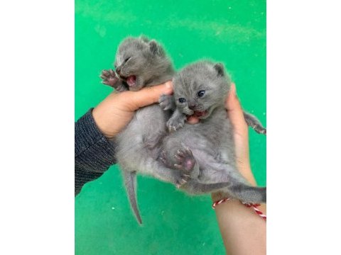 Scottish fold yavrularımız