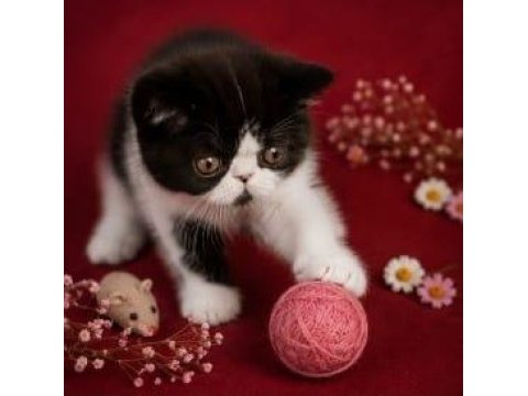 Safkan exotic shorthair bebekler