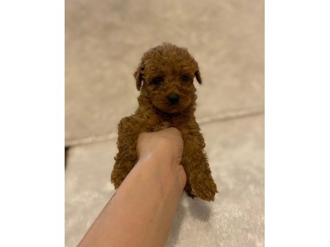 Mikro boy toy poodle bebeklerim